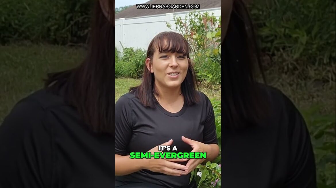 Grow the Barbados Cherry: A Delicious and Low-Maintenance Edible Landscaping Plant Grow the Barbados Cherry: A Delicious and Low-Maintenance Edible Landscaping Plant