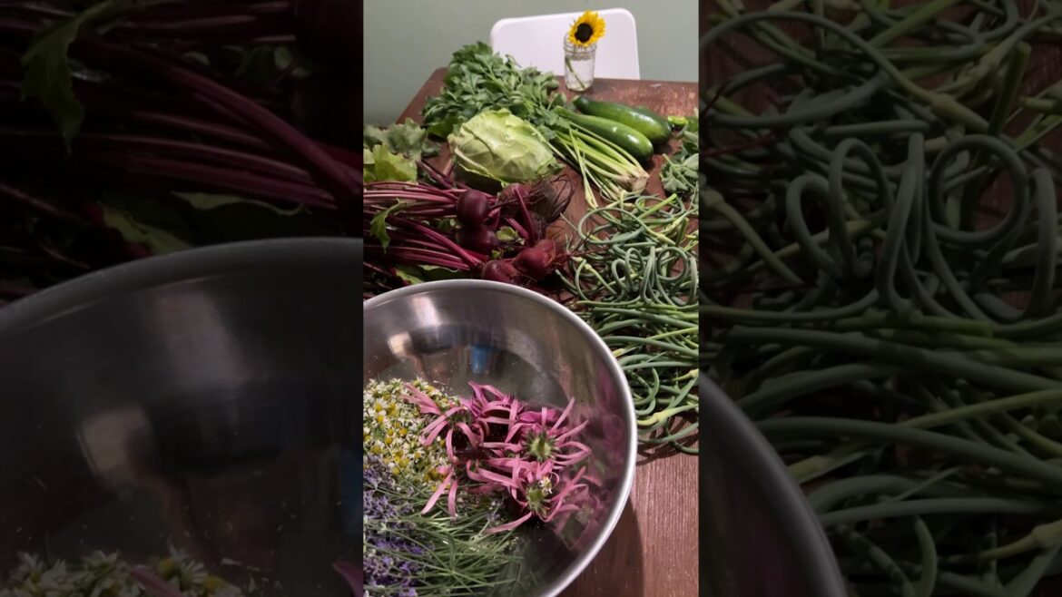 First July garden harvest! #gardenharvest #growyourownveggies #backyardhomesteading #urbanhomestead