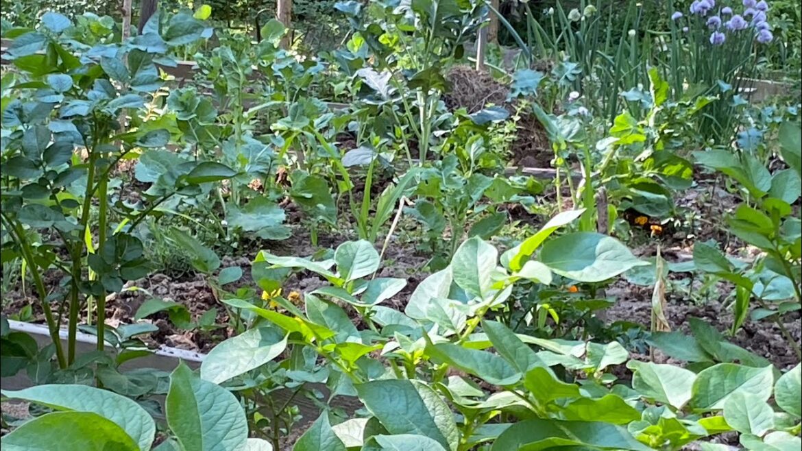 Planter Garden Tv is live !Gardening tips  to become a successful gardener