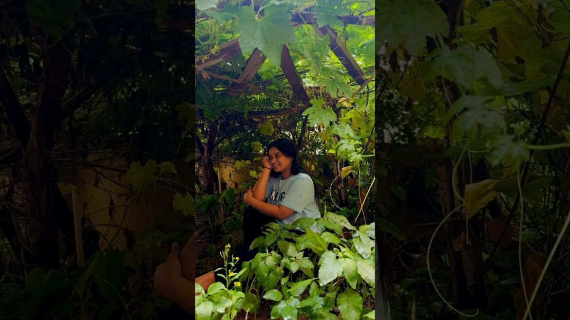 #greenery #shorts #trending #shortsfeed #ytshorts #viral #shortsvideo #trend #garden #insta #youtube #greenery #shorts #trending #shortsfeed #ytshorts #viral #shortsvideo #trend #garden #insta #youtube