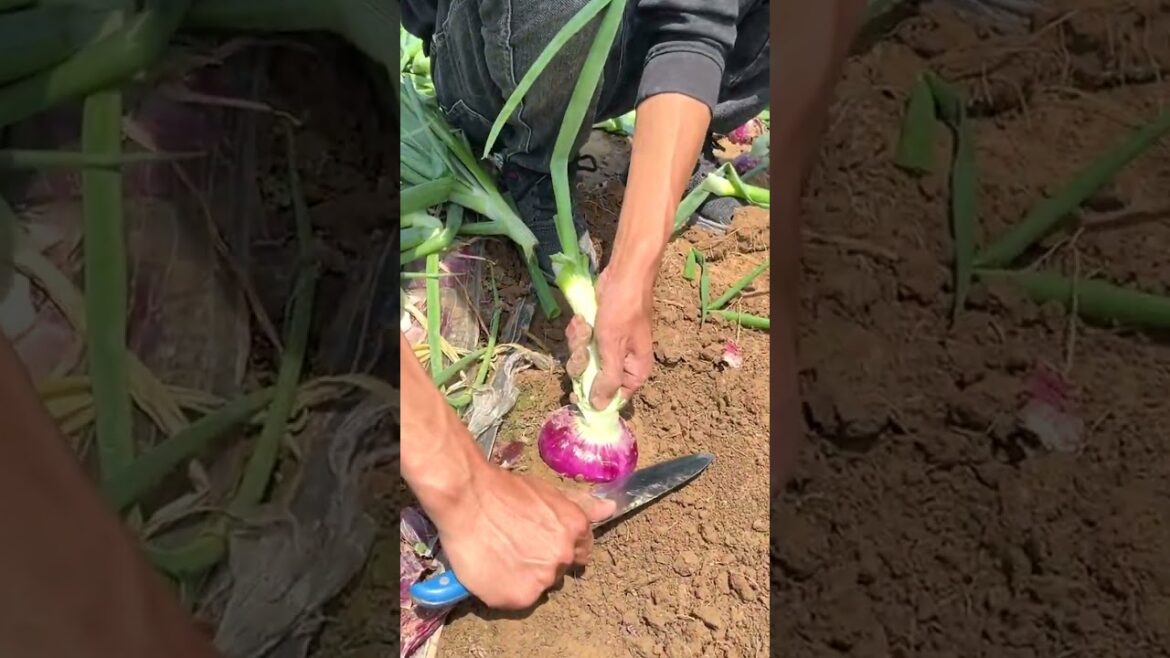 6648 🍊🌵🍍🥀🍃 #landwirtschaft #tractors #fruit #gardening #healthyfood