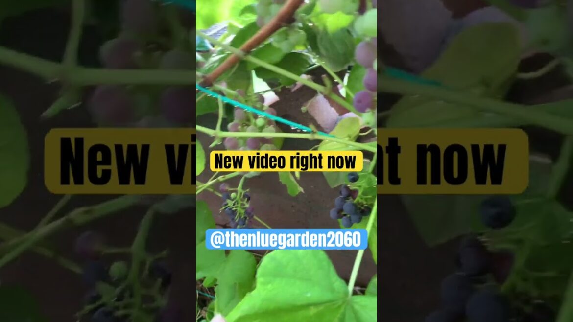 All grapes #garden #ediblegardening #fruittrees #gardencompost #gardening #fruit #ediblelandscape  All grapes #garden #ediblegardening #fruittrees #gardencompost #gardening #fruit #ediblelandscape 