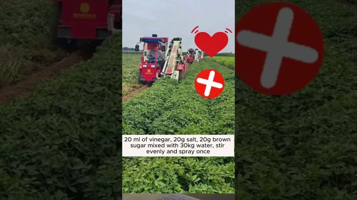 Subscribe for more such Gardening Tips & Ideas 👈🍁 #garden #gardening #gardeningideas #gardeningtips