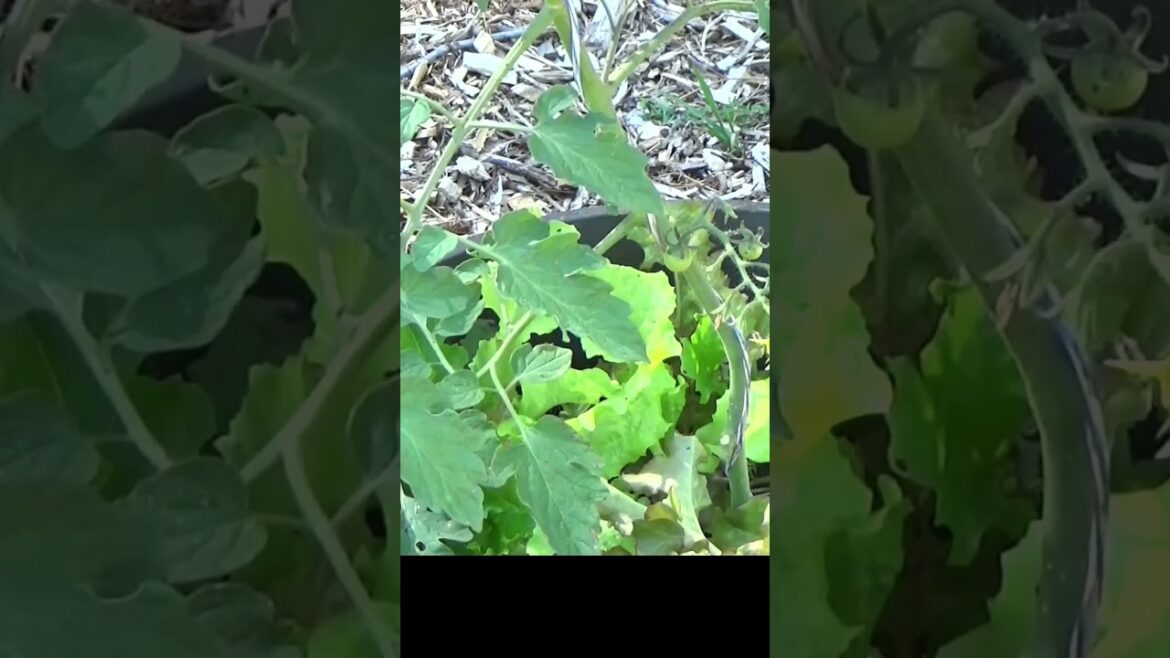 Container garden tomato has fruit already Container garden tomato has fruit already