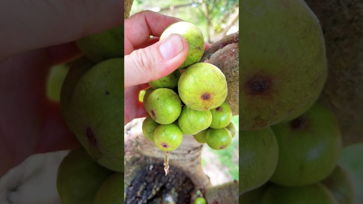 Short time cutting fruits 🍊🍋🍅in the garden #fruit #shorts #312