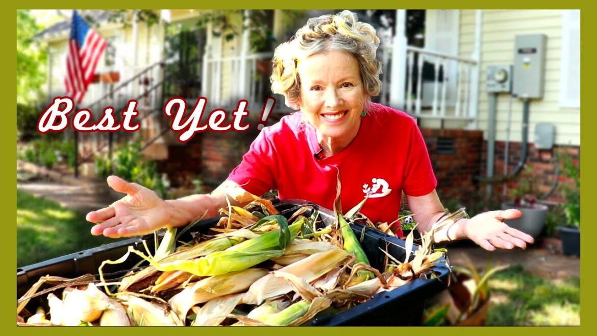 Best Corn Harvest Ever! What I did differently THIS time!