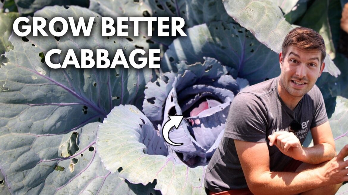 MIgardener: Why Your Cabbage Isn’t Cabbaging & How To Get It To Why Your Cabbage Isn't Cabbaging & How To Get It To
