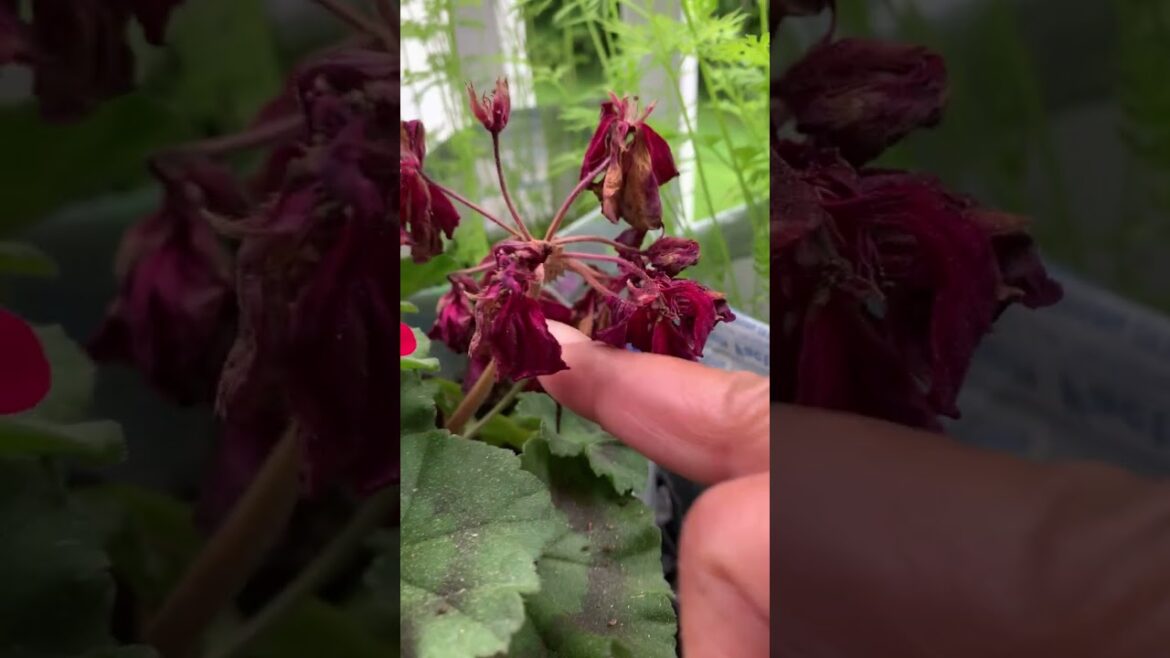 Candy Bag Container Gardening! #prune #geranium Candy Bag Container Gardening! #prune #geranium