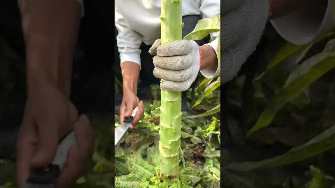 6640 π₯πππ§π₯₯ #foodphotography #FarmLife #food #garden #gardening 6640 π₯πππ§π₯₯ #foodphotography #FarmLife #food #garden #gardening