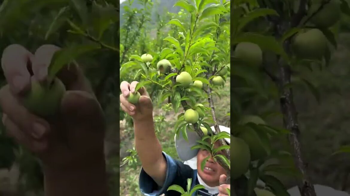 3281 🍓🍍🍂🌽💐 #morning #sheep #RusticCharm #animals #RuralBeauty