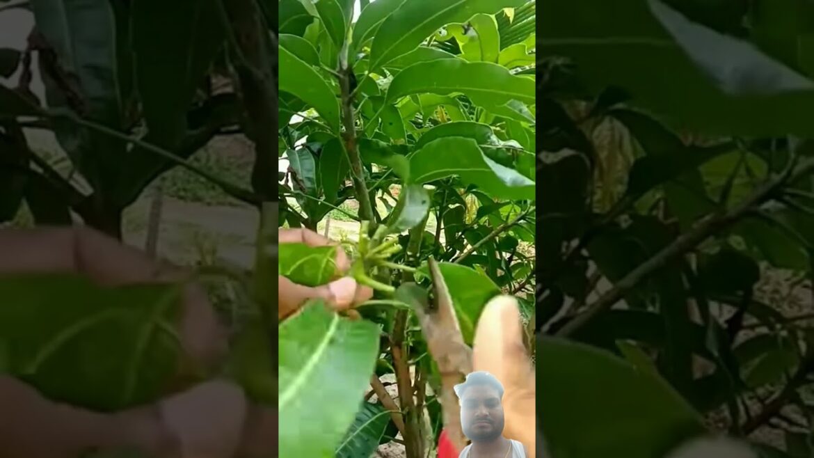 #gardening #grafting #fruiting @Tiarapyaravlogs