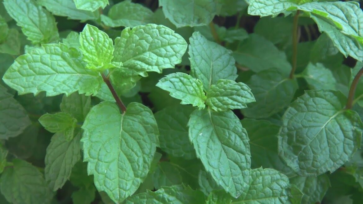 Weekend Gardening: How to grow mint at home Weekend Gardening: How to grow mint at home