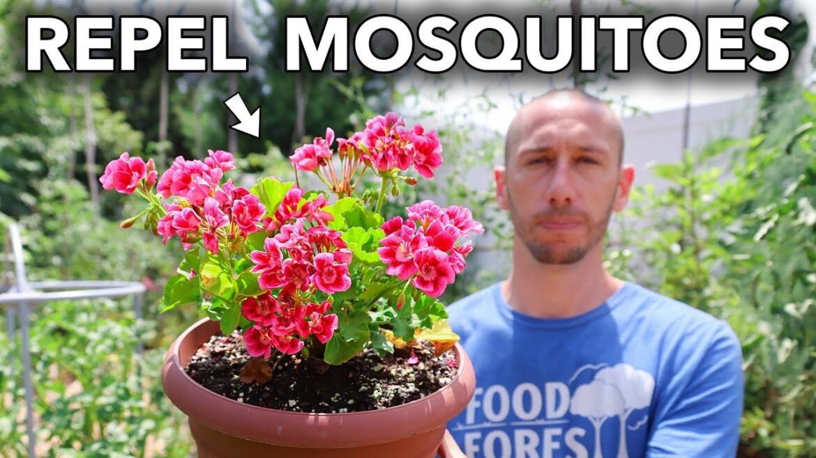 James Prigioni: 10 Plants that Repel Mosquitoes 10 Plants that Repel Mosquitoes