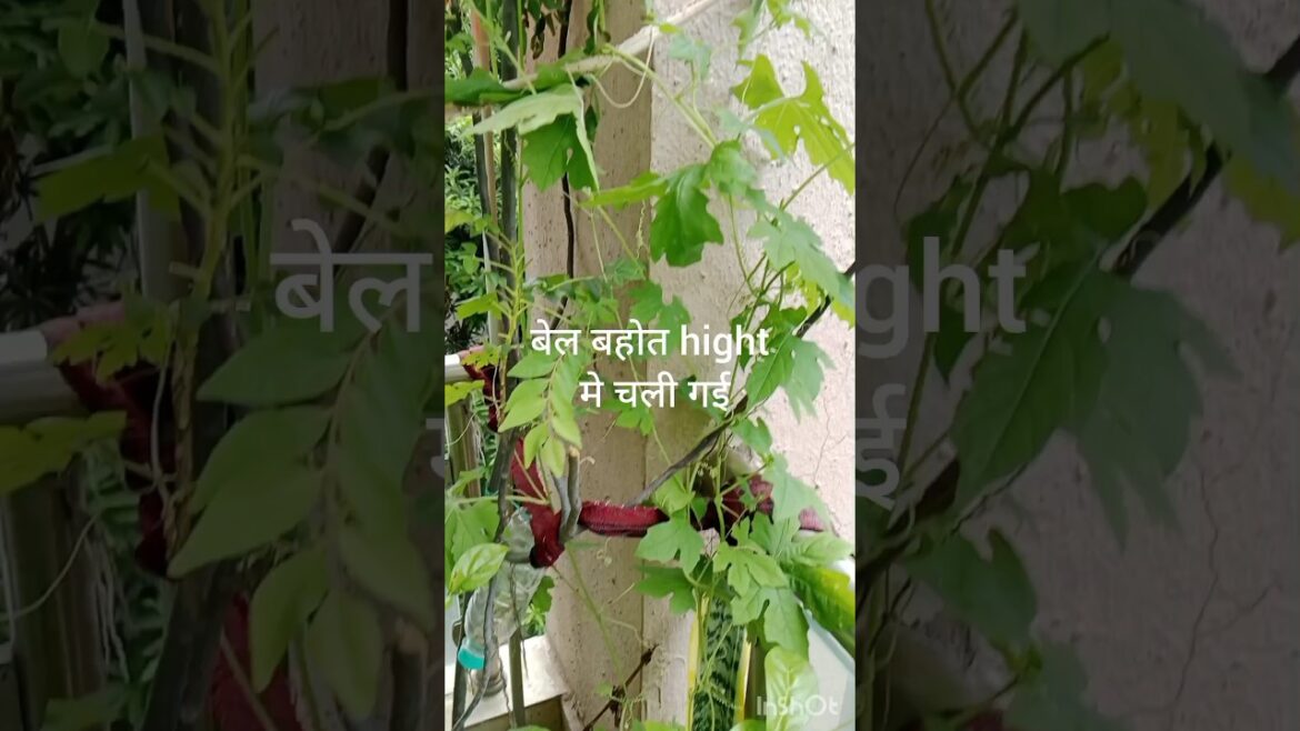 Desire Secrets to Growing Bitter Gourd#shorts#gardening #organic#viral#plants