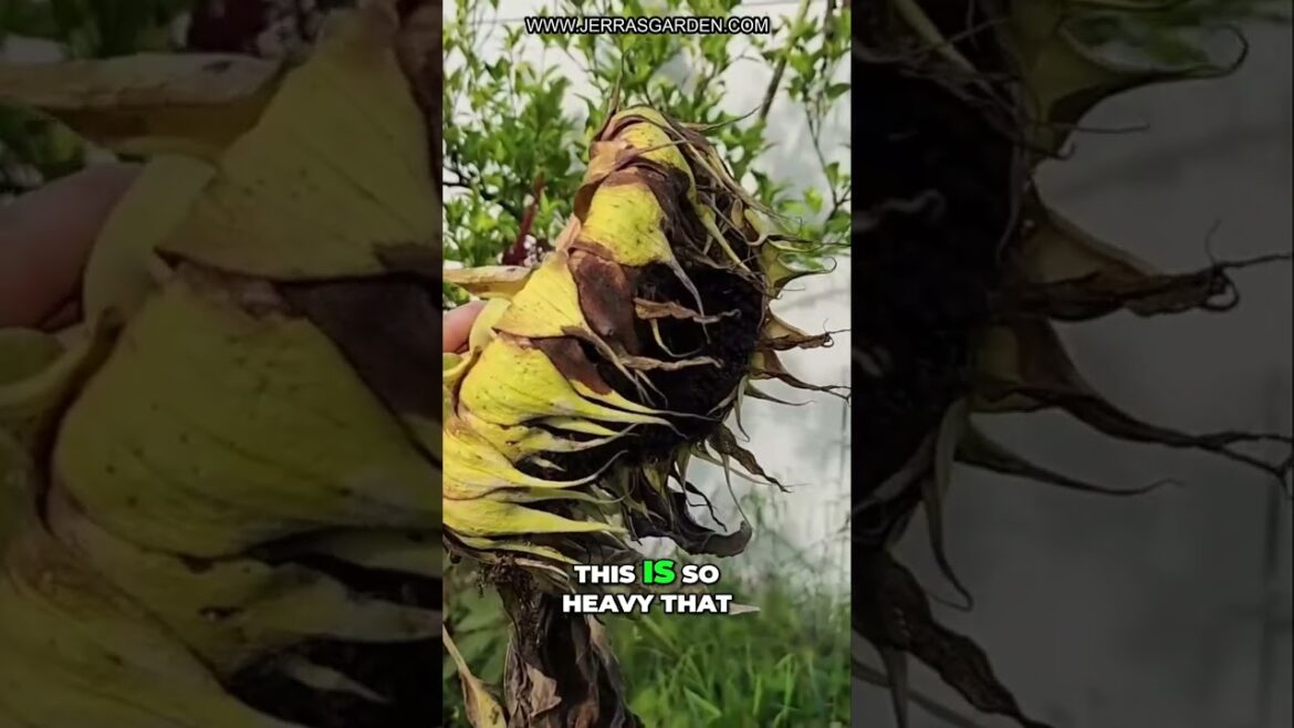 Why Sunflowers are the Perfect Seed for Attracting Wildlife Why Sunflowers are the Perfect Seed for Attracting Wildlife