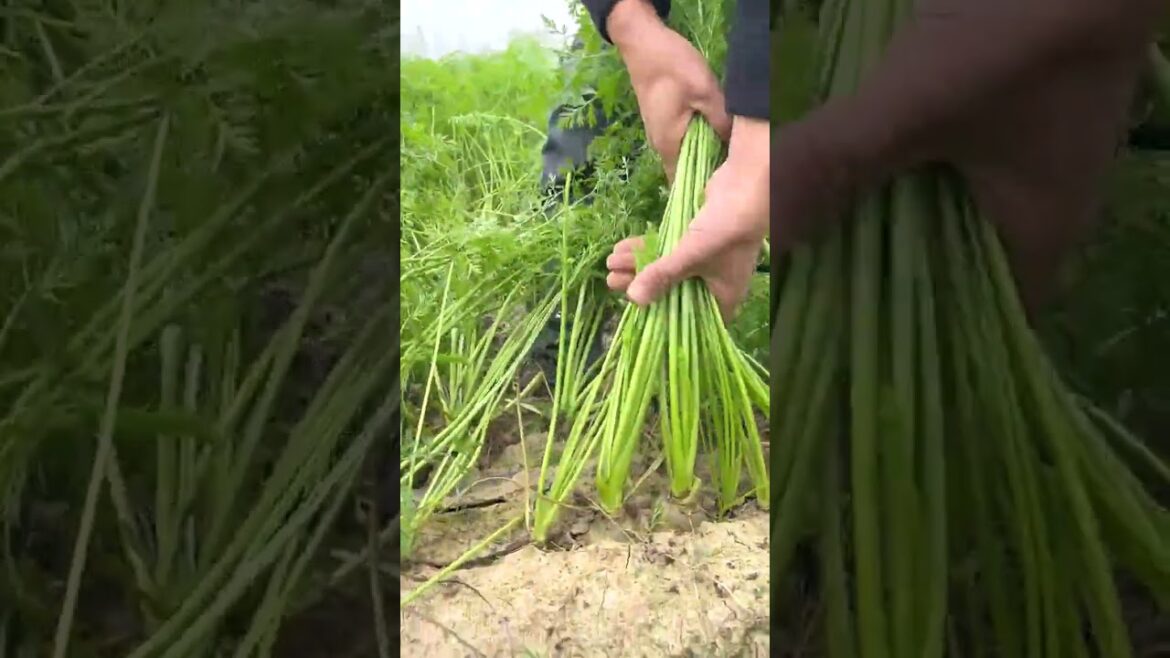 6664 🥦🍏🌸🌵🍄 #foodporn #agriculturelife #farmingsimulator #gardening #vegetarian