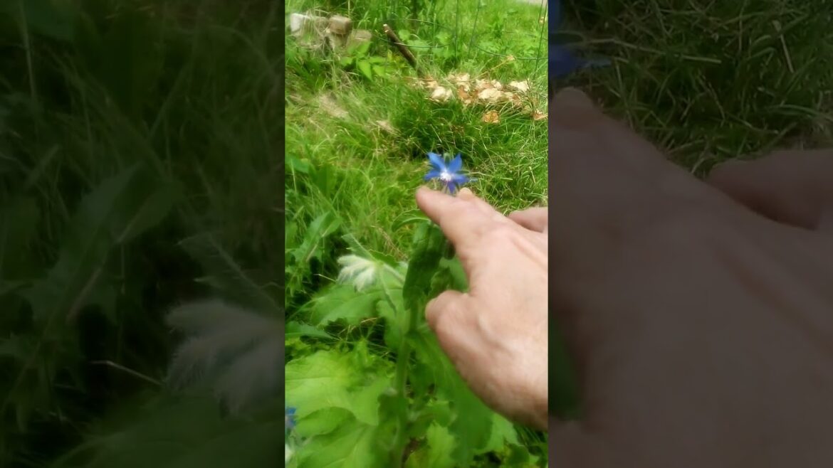 Borage Flower #garden #edible #flowers Borage Flower #garden #edible #flowers