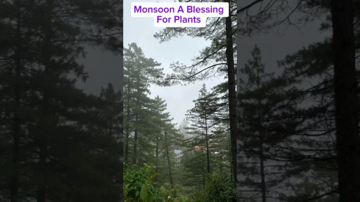 Monsoon | A Blessing For Plants | Garden Tips#viral #plants #peace #flowers #monsoon #rain #rainyday