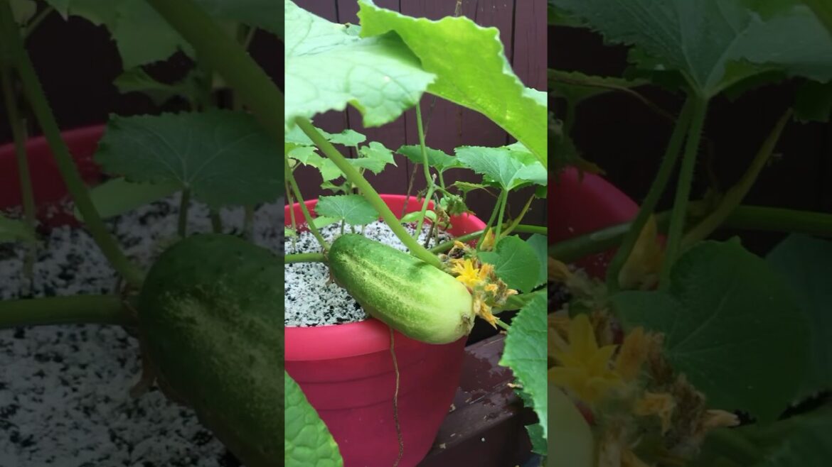 Growing Cucumbers in a Container Garden Growing Cucumbers in a Container Garden