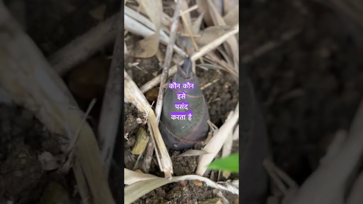 Do you like it edible #bamboo shoot