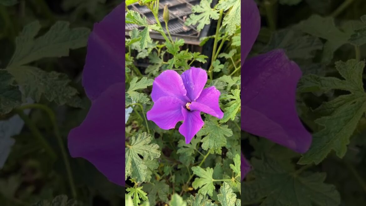 The Beauty of Australian Native Plants!🥰