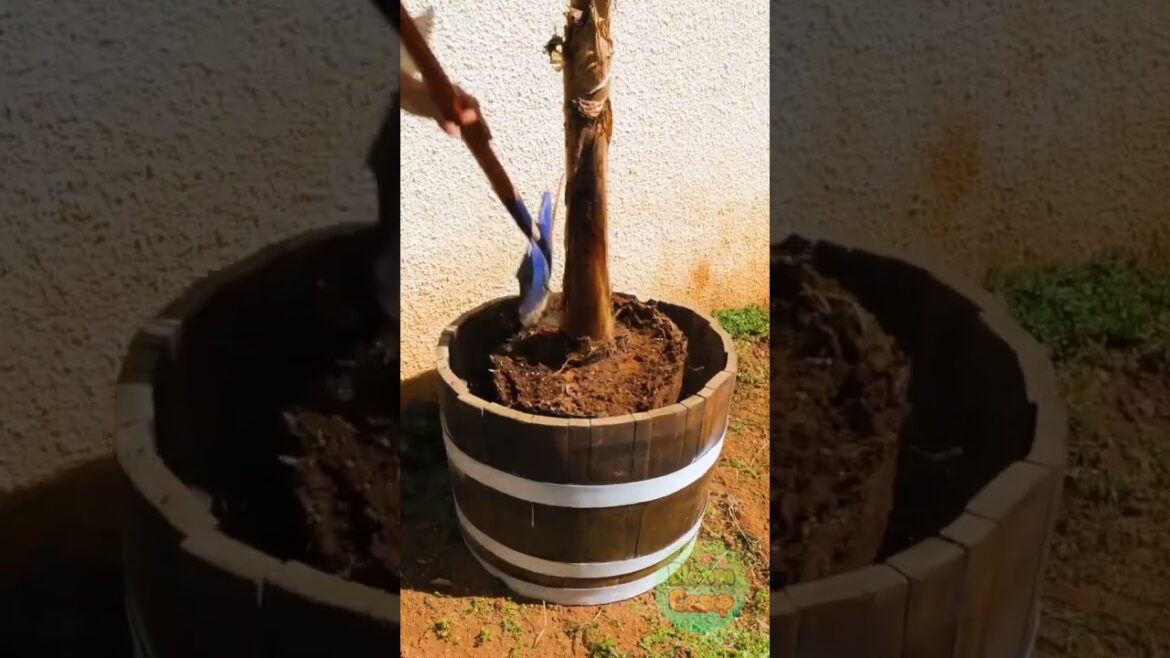 Awesome Ideas for Your Outdoor Space Transformation!