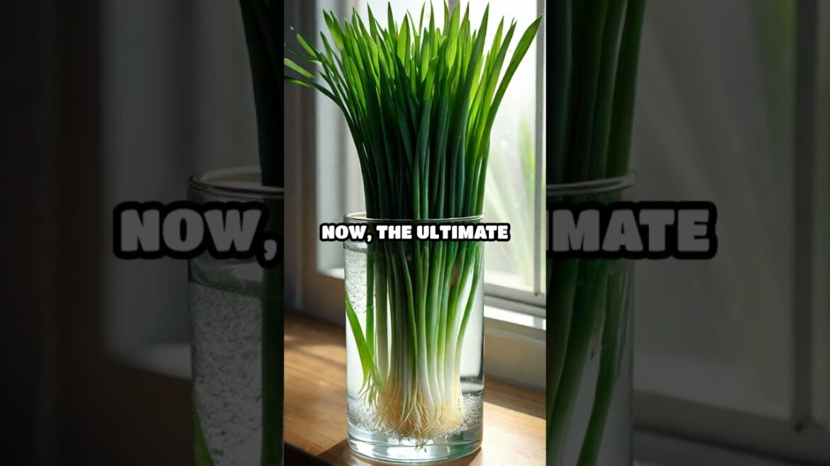 Grow Vegetables Indoors! Grow Vegetables Indoors!