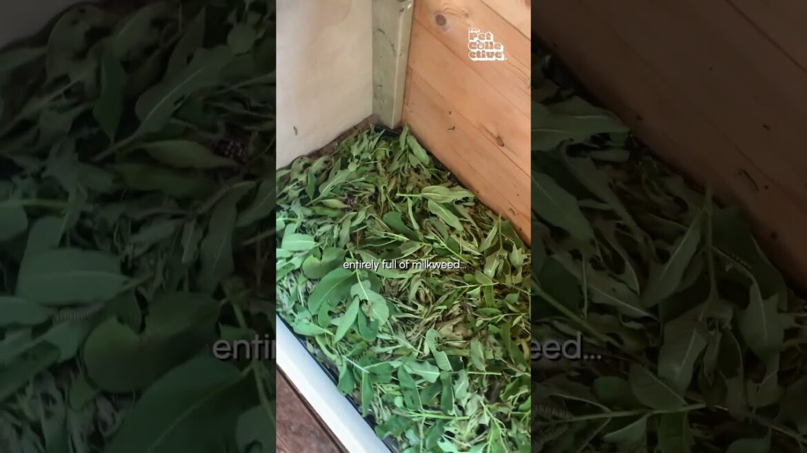 Man Shows Off AMAZING Monarch Butterfly House ๐ฆ Man Shows Off AMAZING Monarch Butterfly House ๐ฆ