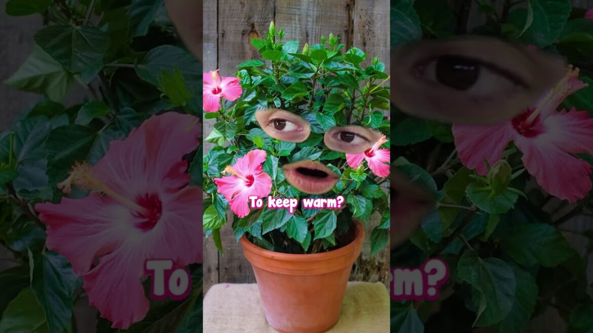 How Do Plants Survive the Cold Winter Days? How Do Plants Survive the Cold Winter Days?