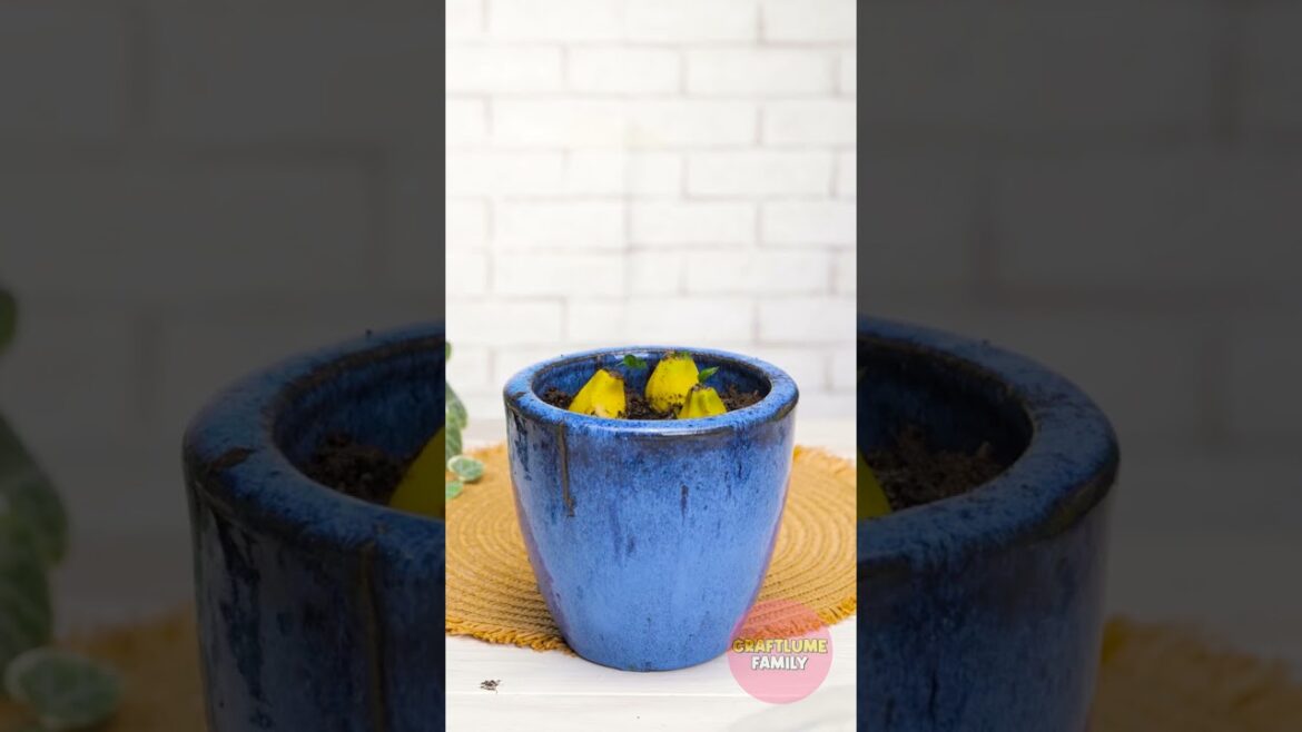 Essential Potting Hacks for Vibrant Gardens! Essential Potting Hacks for Vibrant Gardens!