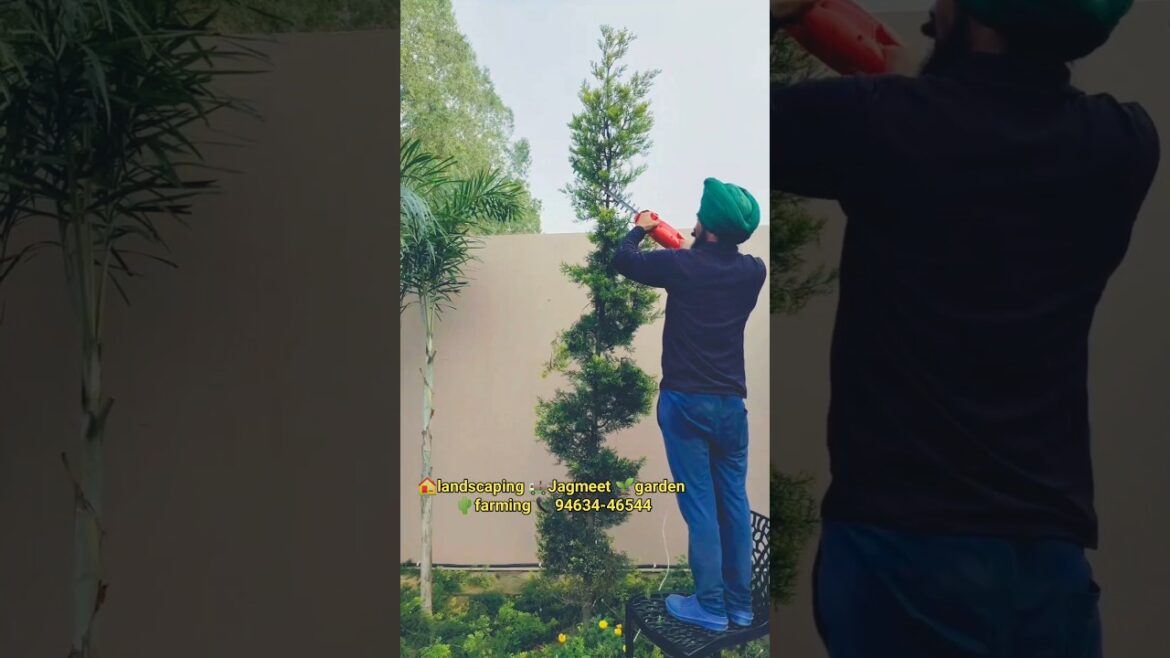 landscaping design trimer cutting #gardendesign #indoorbonsai #agriculture #trimer #design #cutting#