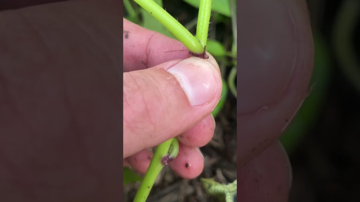 So far I've had success #shorts #sweetpotato #growingvegetables #backyardgardener #gardentips