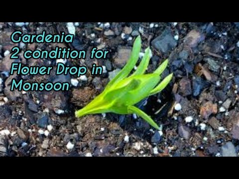 Gardenia! Flower Drop In Monsoon, 2 Condition Explained बारिश मे नहीं होगे flower drop Gardenia! Flower Drop In Monsoon, 2 Condition Explained बारिश मे नहीं होगे flower drop