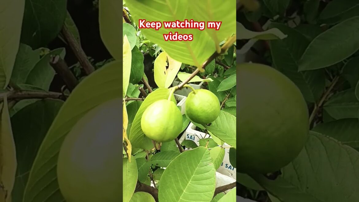 harvesting time | monsoon gardening tips| #youtubeshorts #viral #trending #garden #terracegarden