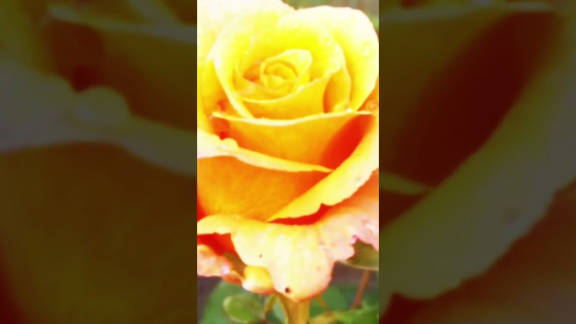 The Butchart Garden #shorts #canada #travel #adventure #explore #nature #interestingfacts