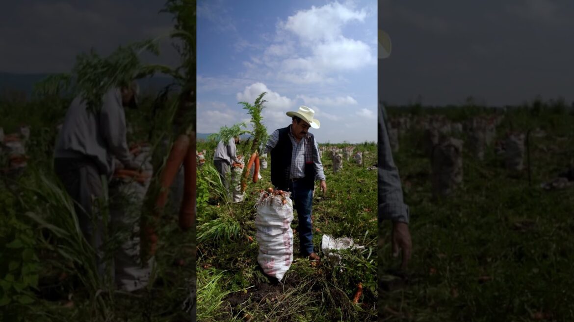 Green House #agridrone #agriventure #gardening #musicgenre #musicsong #tamilmusic #farming Green House #agridrone #agriventure #gardening #musicgenre #musicsong #tamilmusic #farming