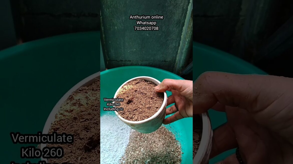 ചെടികളുടെ വളർച്ച പത്തിരട്ടി ആക്കാം/Gardening Malayalam/Garden Tips/Zain World ചെടികളുടെ വളർച്ച പത്തിരട്ടി ആക്കാം/Gardening Malayalam/Garden Tips/Zain World