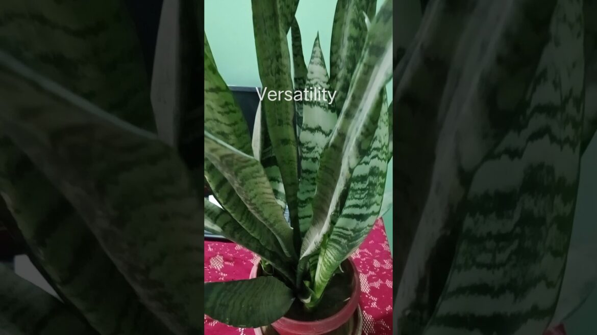 Snake plant is the best plant for home garden ☘️💚#gardening #shorts#viral#plants#airpurifier