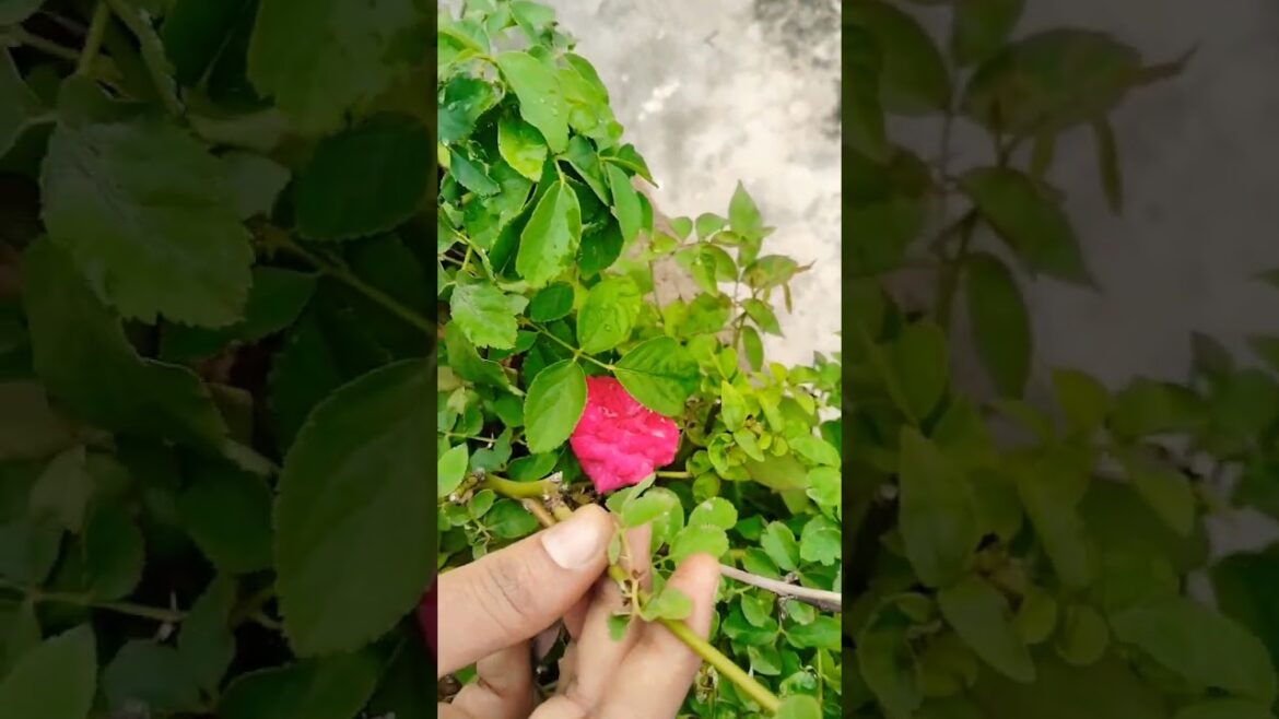 #rose #garden #gardening #gardeningtips #gardenscapes #gardentour #gardendesign #native