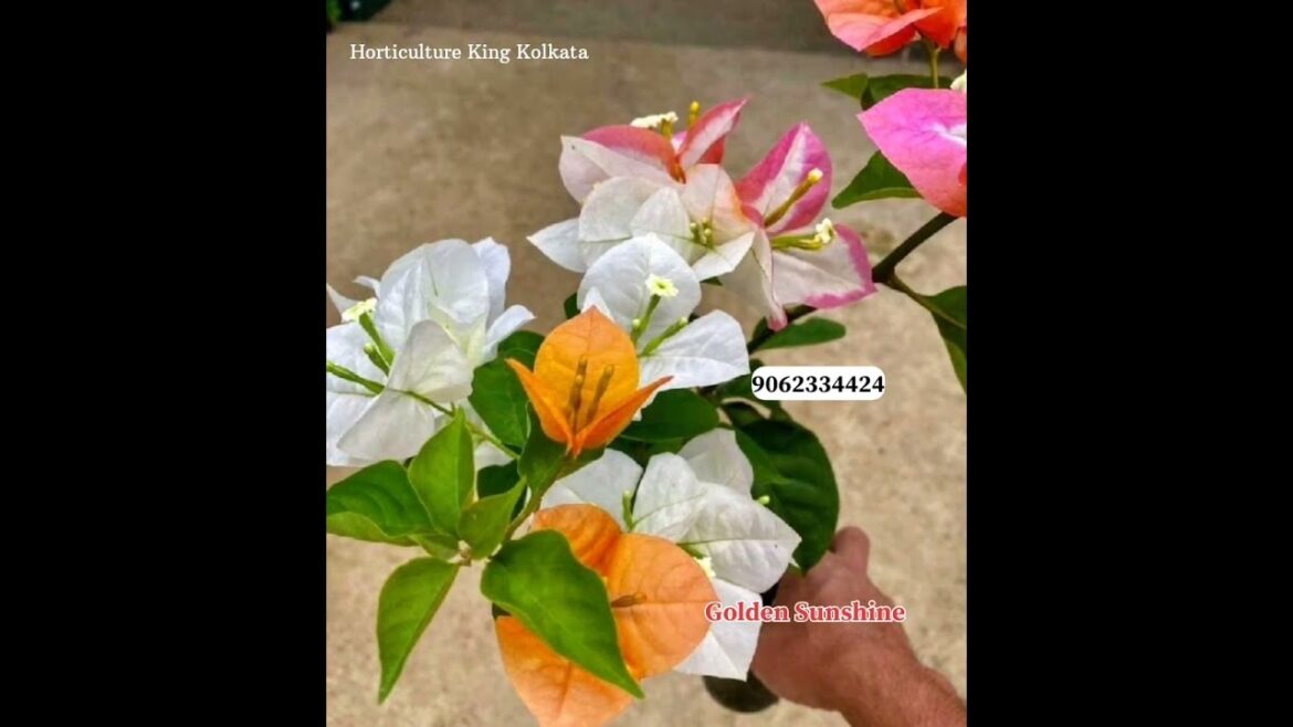 20 Top Bougainvillea Varieties 2024 with Names and ID 9062334424
