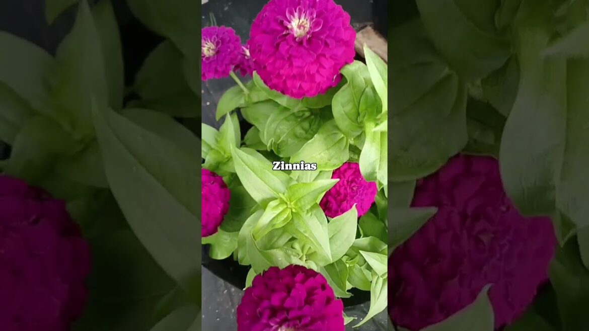 Blooms In The Garden 🌺🌼🌸🏵 | Flowers | Container Garden