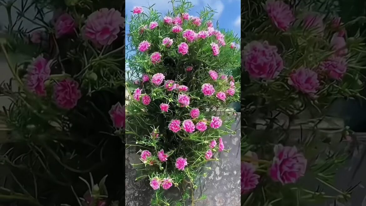 Multi colour flower🌺 केसा लगा ये idea💡मुजे बताना ! #shorts #gardening