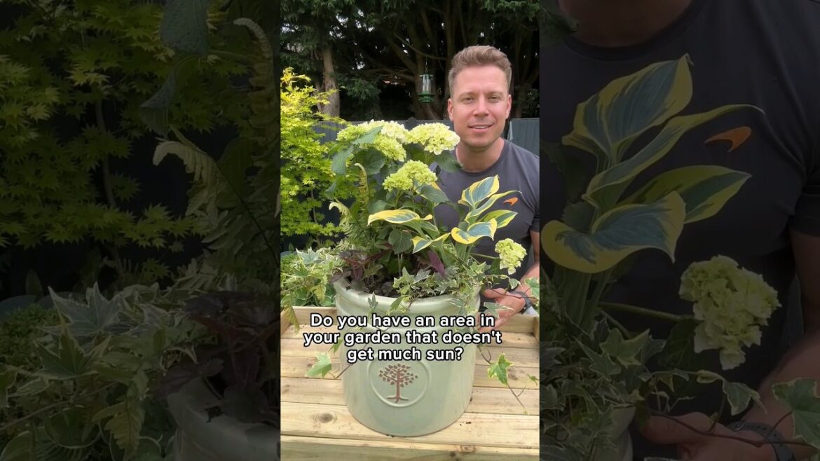 Shady Garden? No problem – @gardenwithjonny has the solution β
π»π± #DIYtips #Howto #BandQ Shady Garden? No problem - @gardenwithjonny has the solution β
π»π± #DIYtips #Howto #BandQ