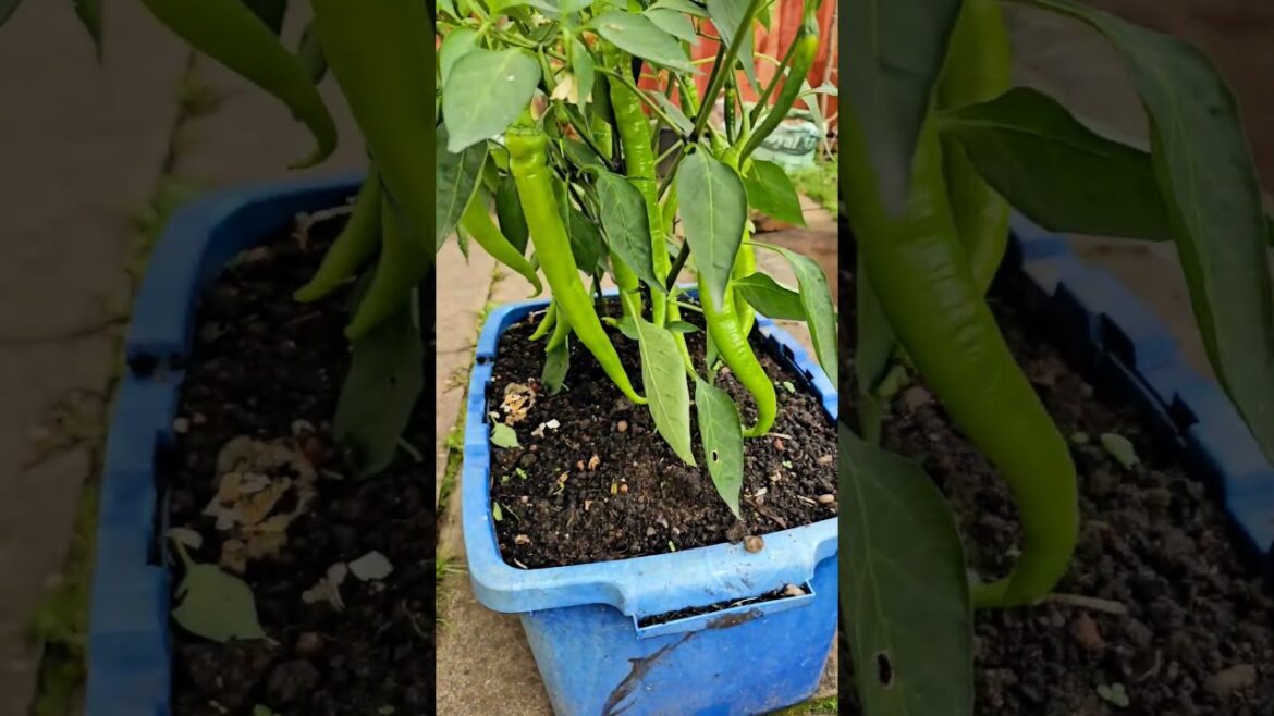 #gardeningIdeas #gardeninguk #homegardeninguk #growing chilli plant in container #gardening #chilli