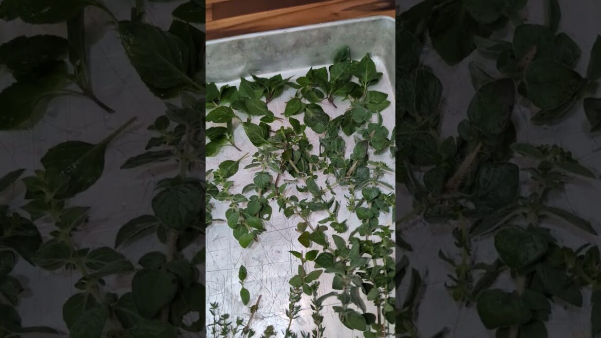 How to store your edible herbs.