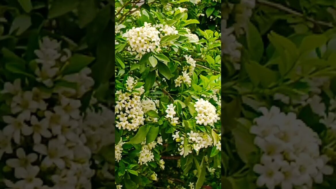 Beautiful मधुकामिनी   fragrance plant 💚🤍🪴💚 #music #shorts#garden#viral#youtubeshorts