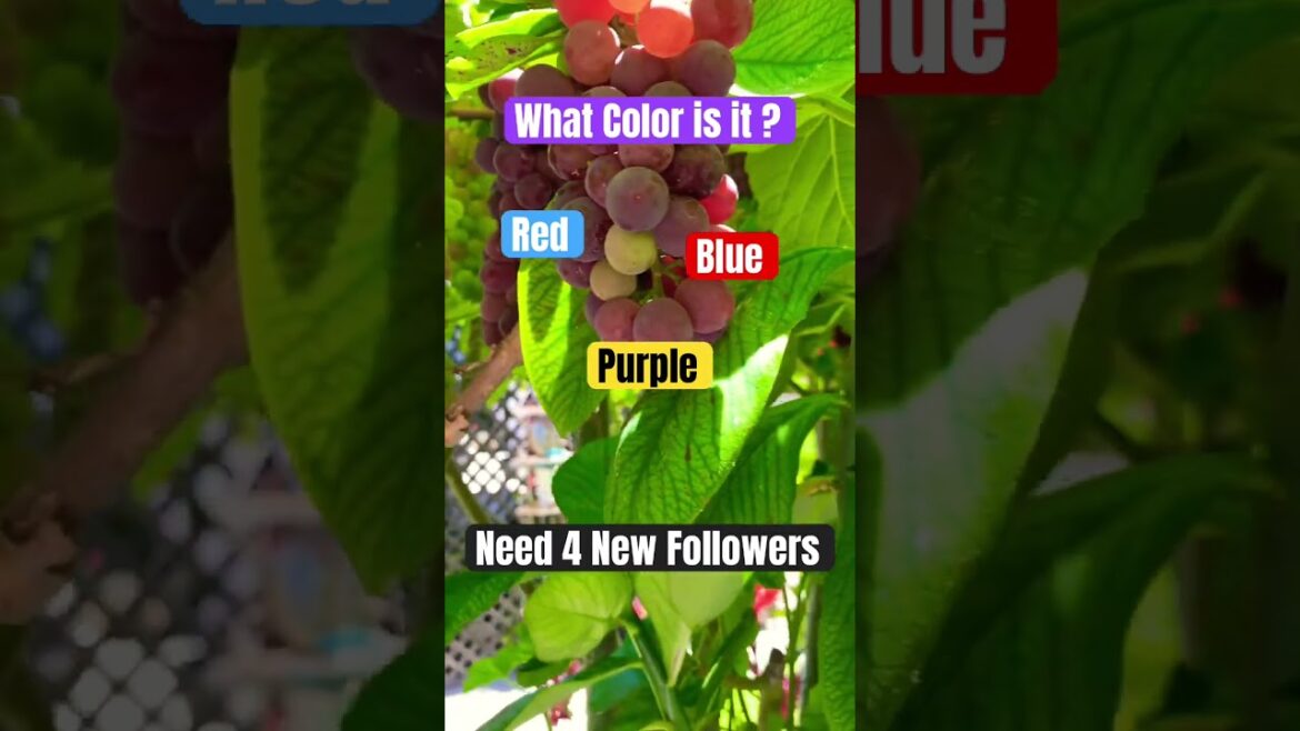 What Color is it ? #garden #ediblegardening #fruittrees #gardencompost #gardening #ediblegarden