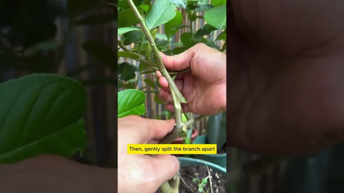 Lemon Propagation 🪴#shorts#shortsfeed Lemon Propagation 🪴#shorts#shortsfeed