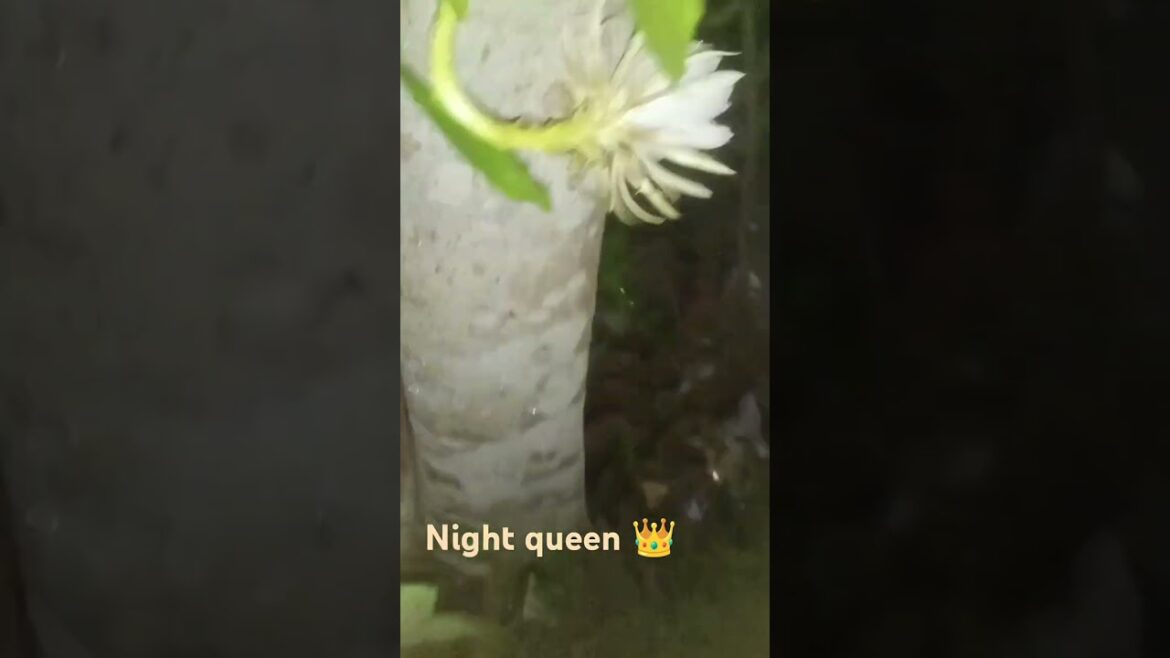 Night queen 👑💞 #brahmakamal #flowers#gardening #garden #plants #youtubeshorts #love #youtube #nature
