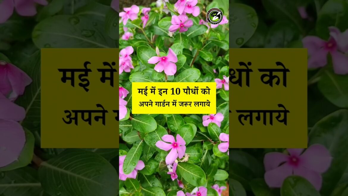 इन पौधों को मई में जरूर लगाये | May me kaun se plants lagaye #shorts #youtubeshorts #gardening इन पौधों को मई में जरूर लगाये | May me kaun se plants lagaye #shorts #youtubeshorts #gardening